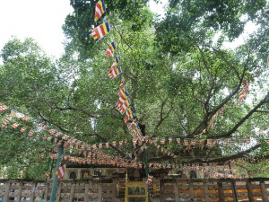Mahabodhi Temple4